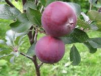 IMG 0036 1